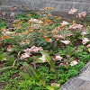 Plants: image 87 Of 208 Thumb